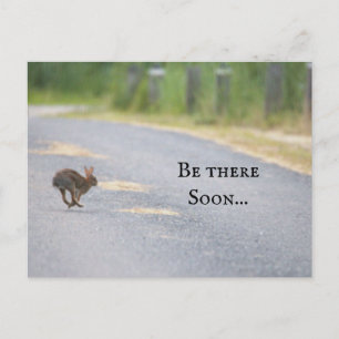 Carte postale photo de lapin