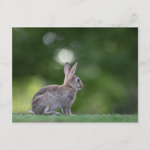 Carte Postale Photo de lapin