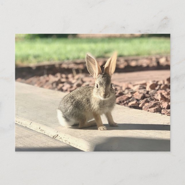Carte Postale photo de lapin de Pâques printemps (Devant)