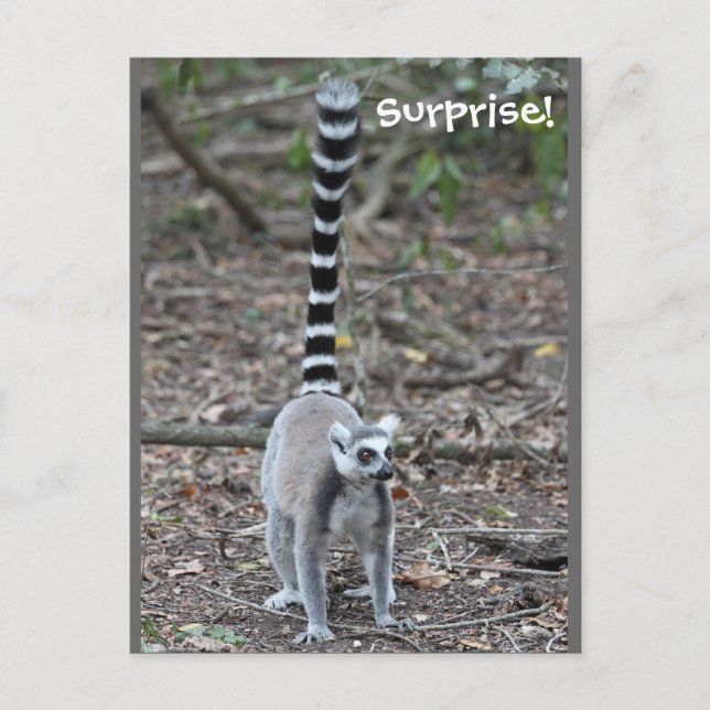 Carte Postale Photo de Lemur à anneau mignon (Devant)