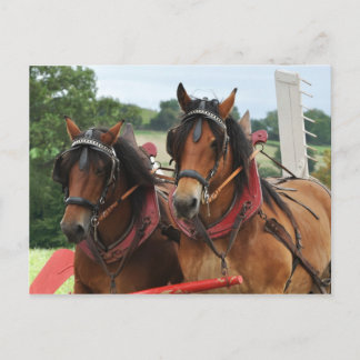 Carte Postale Photo de l'équipe de chevaux de moisson