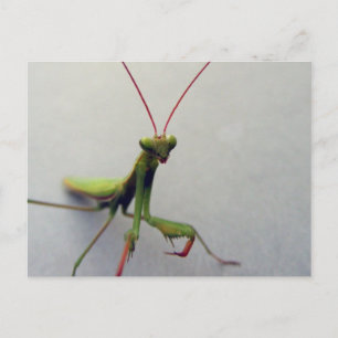 Carte postale, photo de l'insecte Mantis de la pri