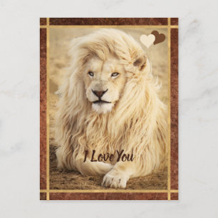 Carte Postale Photo de Lion blanc Je t'aime