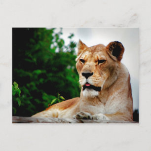 Carte Postale Photo de Lioness