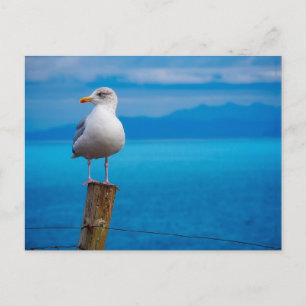 Carte Postale Photo de l'oiseau de mer debout