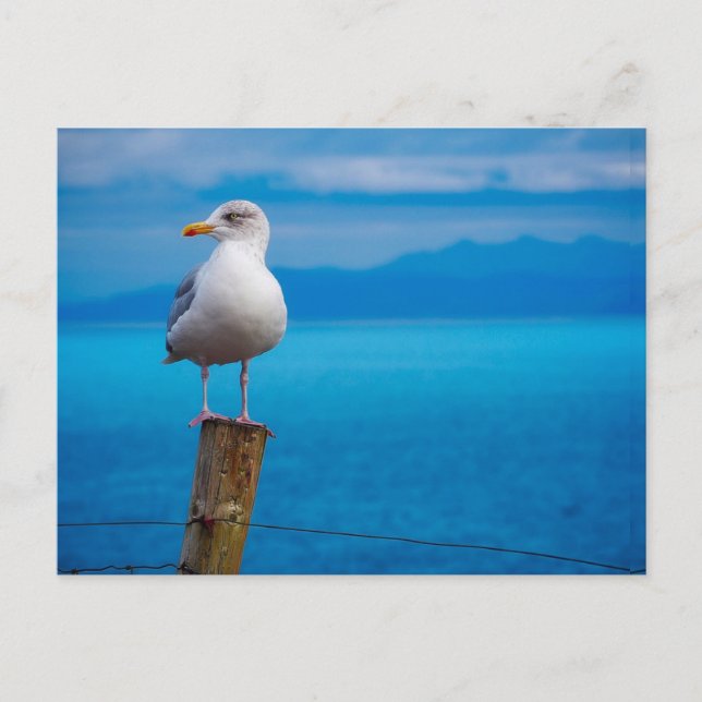 Carte Postale Photo de l'oiseau de mer debout (Devant)