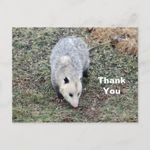 Carte Postale Photo de l'opossum Merci