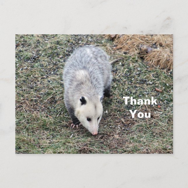 Carte Postale Photo de l'opossum Merci (Devant)