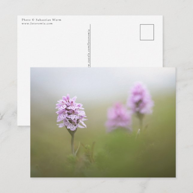 Carte Postale Photo de l'orchidée sauvage (Devant / Derrière)