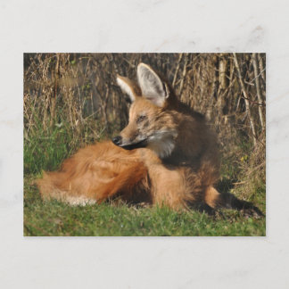 Carte Postale Photo de loup Mané