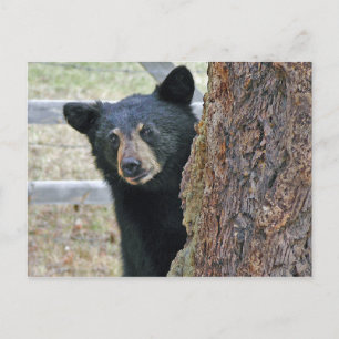Carte Postale Photo de l'ours noir