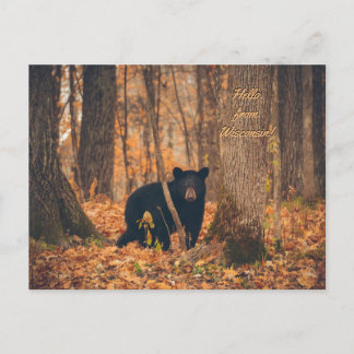 Carte Postale Photo de l'ours noir du Wisconsin