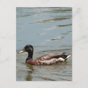 Carte Postale Photo de mâle Mallard Duck
