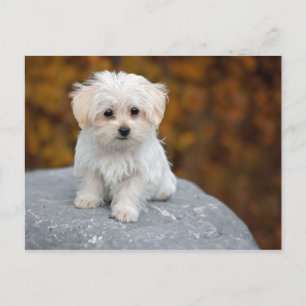 Carte Postale Photo de Maltese White Puppy