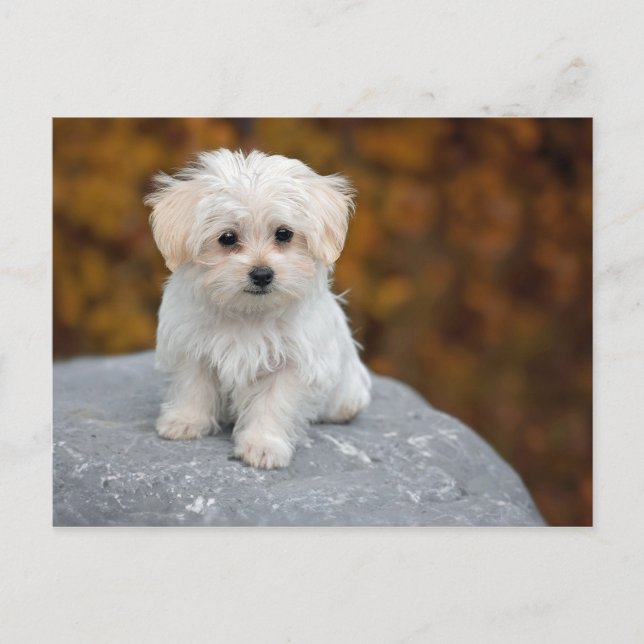 Carte Postale Photo de Maltese White Puppy (Devant)