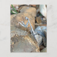Photo de Mantis de la prière blanche