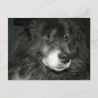 Carte Postale Photo de mélange de chow noir