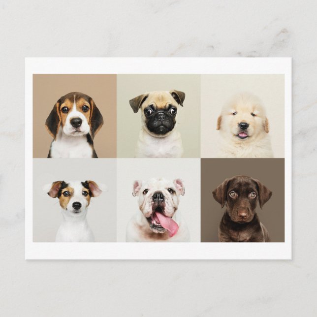 Carte postale photo de mignons chiots (Devant)
