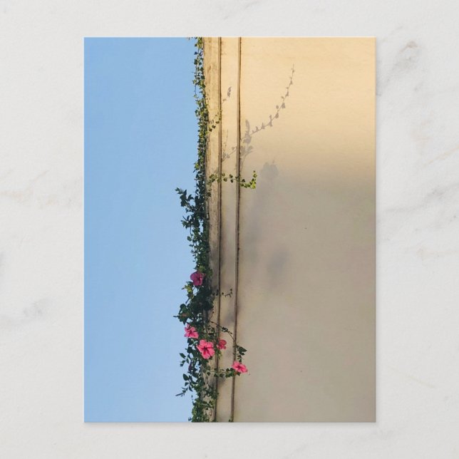 Carte Postale Photo de moment calme (Devant)