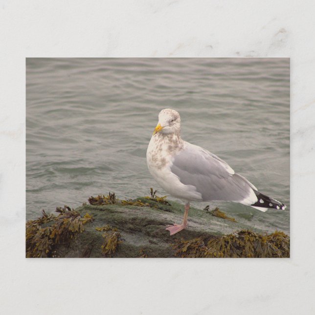 Carte postale photo de mouette (Devant)