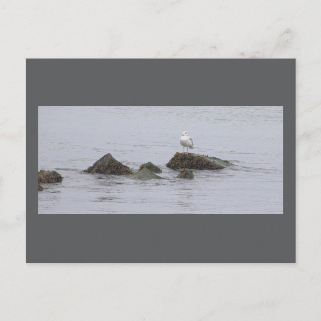 Carte postale photo de mouette (Devant)