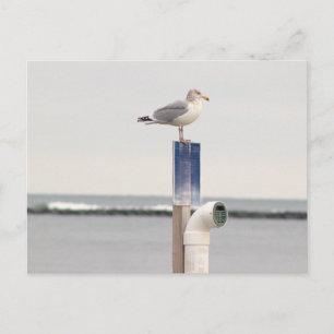 Carte postale photo de mouette