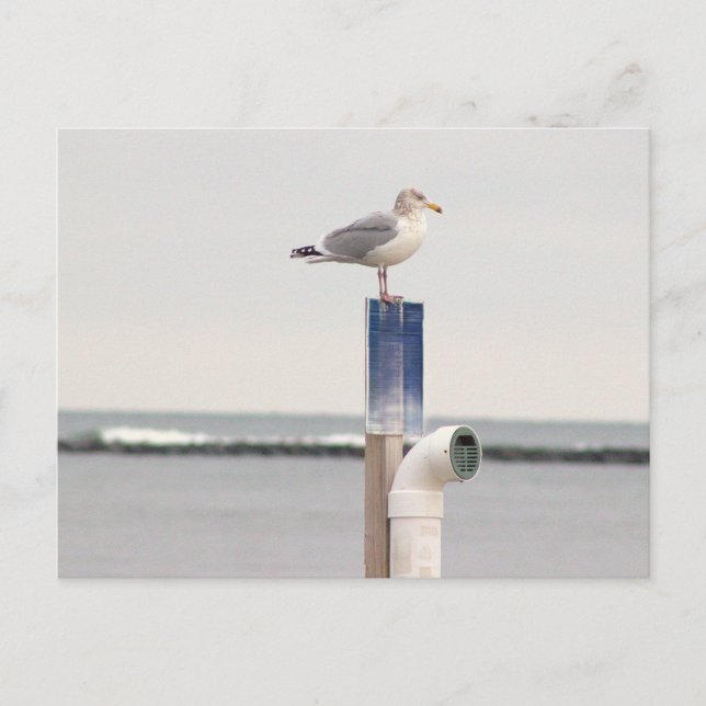 Carte postale photo de mouette (Devant)