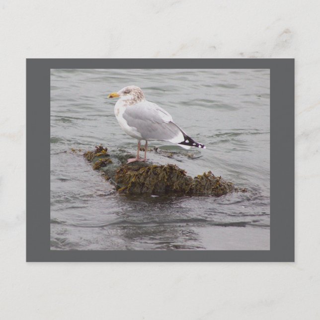 Carte postale photo de mouette (Devant)