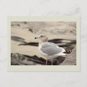 Carte postale photo de mouette