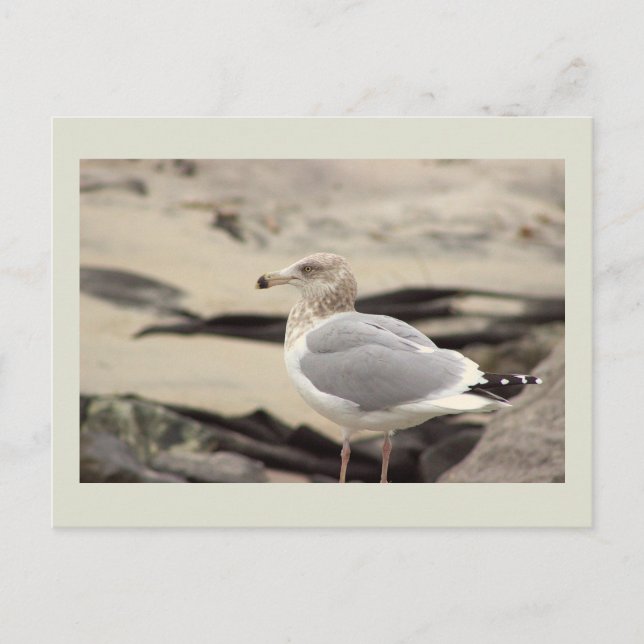 Carte postale photo de mouette (Devant)