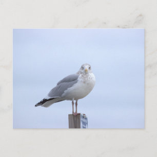 Carte postale photo de mouette