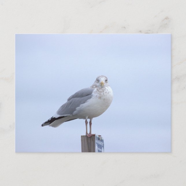 Carte postale photo de mouette (Devant)