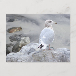 Carte postale photo de mouette