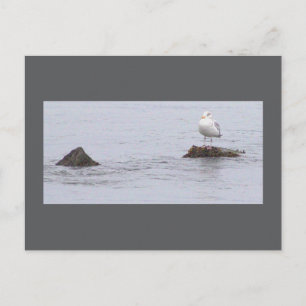 Carte postale photo de mouette