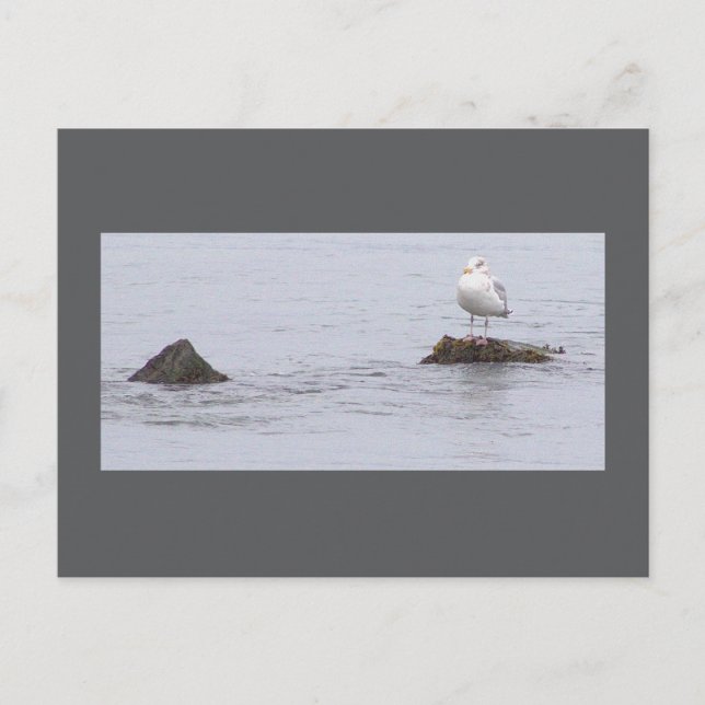 Carte postale photo de mouette (Devant)