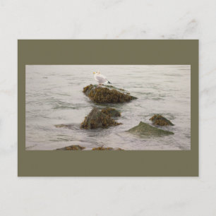 Carte postale photo de mouette