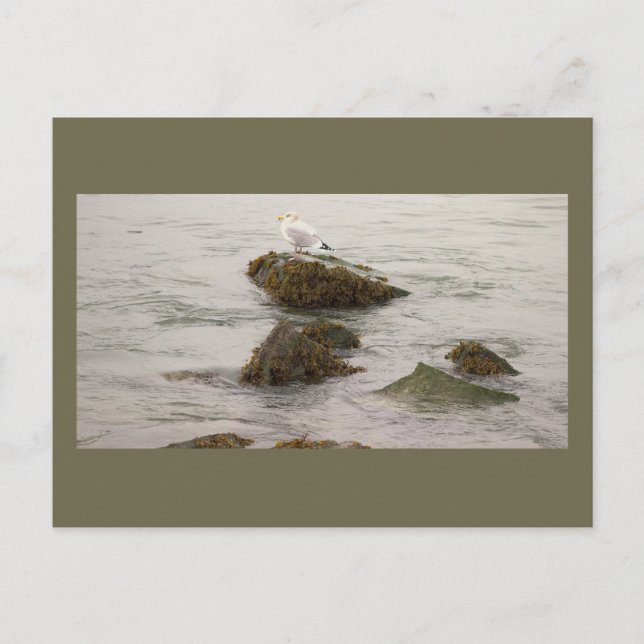 Carte postale photo de mouette (Devant)