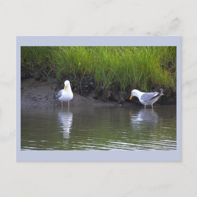 Carte postale photo de mouettes (Devant)