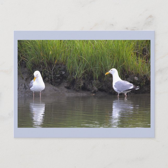 Carte postale photo de mouettes (Devant)