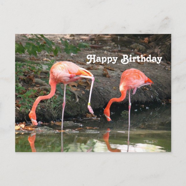 Carte Postale Photo de naissance de paire de flamants roses dans (Devant)