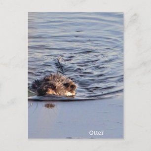 Carte Postale Photo de natation Otter