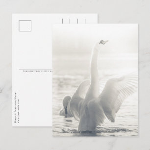 Carte Postale Photo de nature Cygne blanc