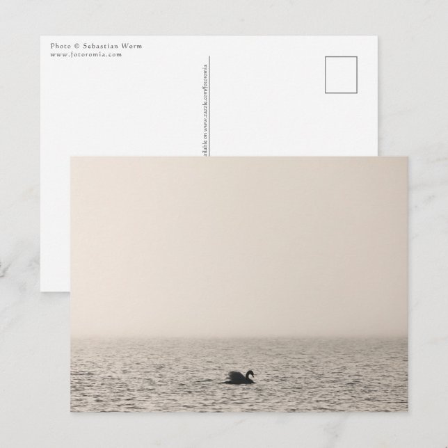 Carte postale photo de nature Cygne blanc (Devant / Derrière)