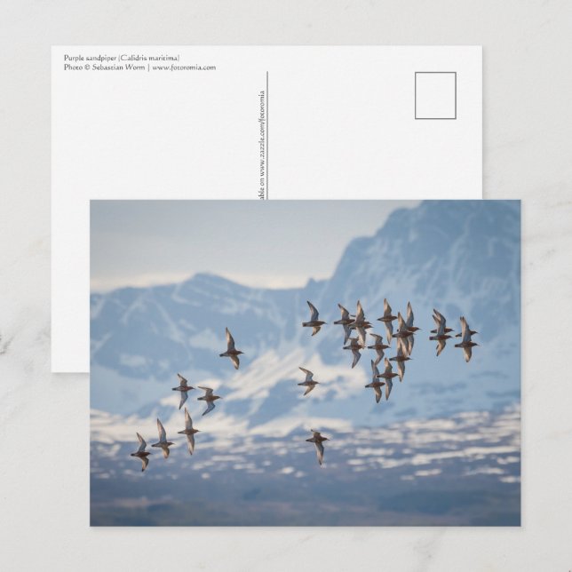 Carte Postale Photo de nature de bécasseau (Devant / Derrière)