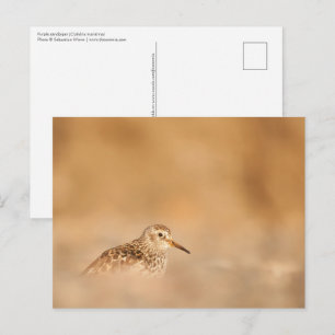 Carte Postale Photo de nature de bécasseau