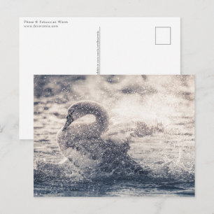 Carte Postale Photo de nature de cygne