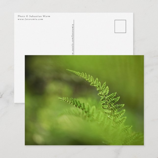 Carte Postale Photo de nature de fougère verte (Devant / Derrière)