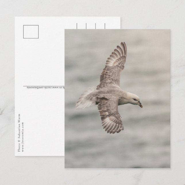 Carte Postale Photo de nature de Fulmar boréal (Devant / Derrière)