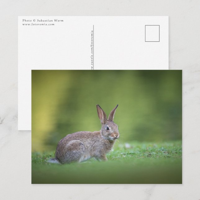Carte Postale Photo de nature de lapin Bunny (Devant / Derrière)