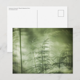 Carte Postale Photo de nature de prêle